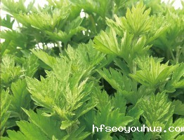 艾草